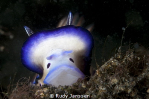 Willan's Chromodoris by Rudy Janssen 
